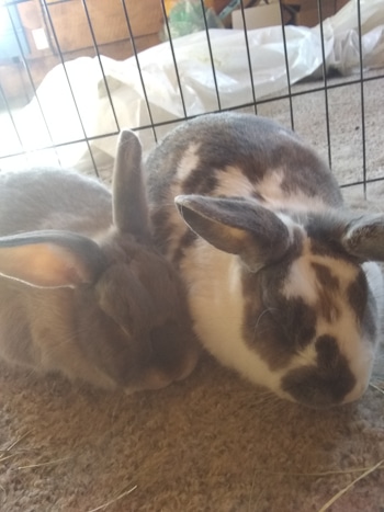 Pudding & Bernard