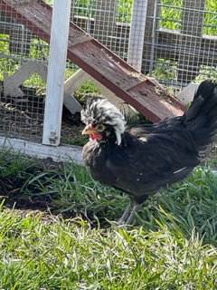 Riggs Polish Roosters