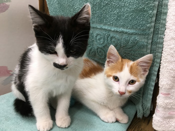 Bonnie & Clyde