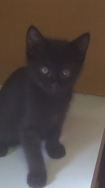 Rascal