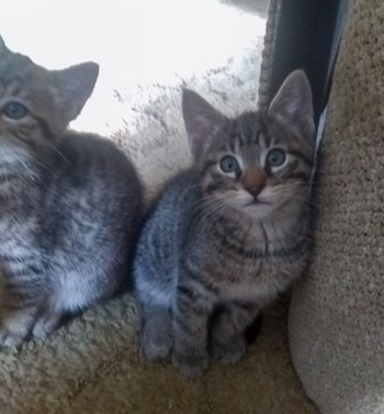 Three kittens