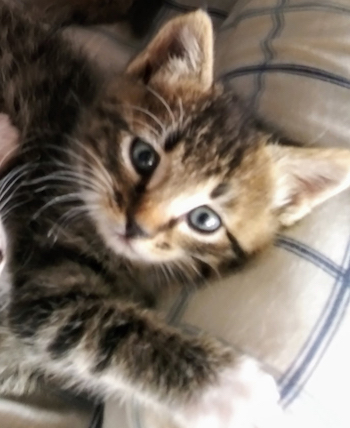 Jack