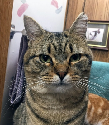 Max
