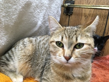 Penny