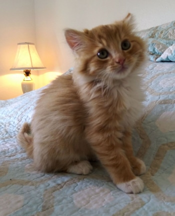 Pumpkin