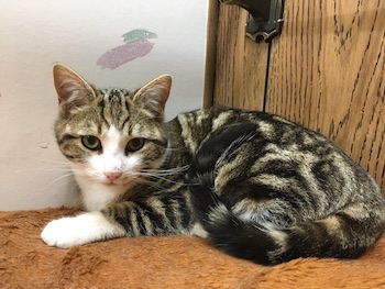Tom