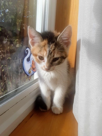 Tootsie 