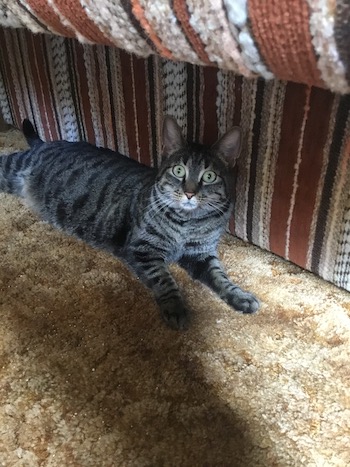 Racoon Cat