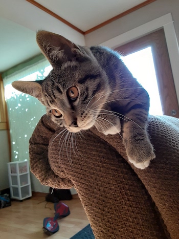 Simba