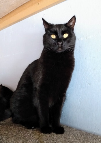 Charlie