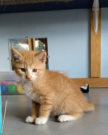 Hutch