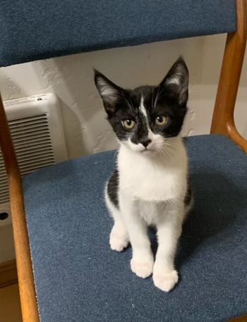 Marty cat 2021