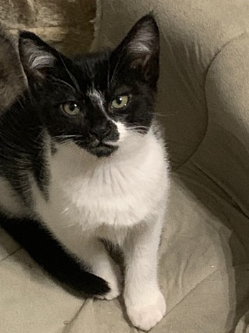 Ruthie cat 2021