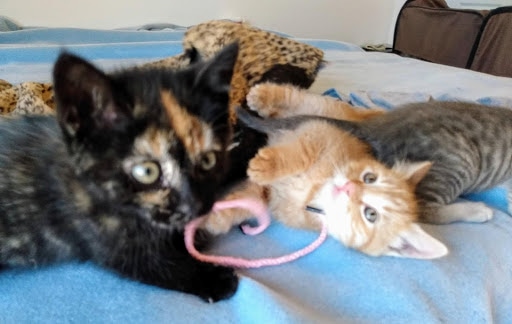 StarskyAndCopper cat 2021