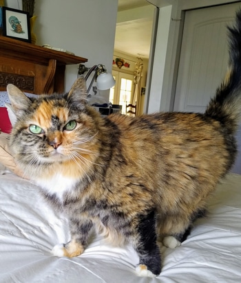 Sweet Pea Kitty