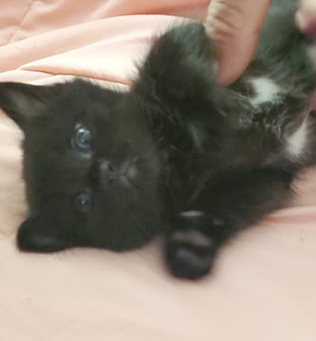 Atkins Kittens
