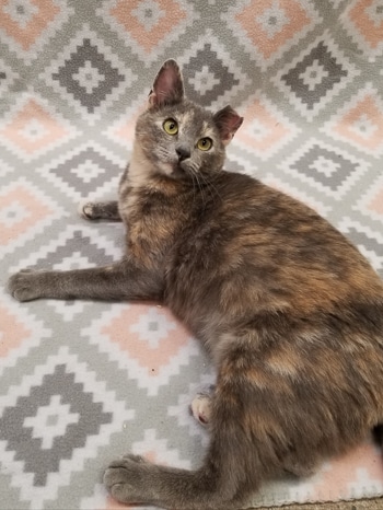 Missy