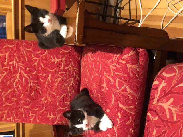 Tuxedo Kittens