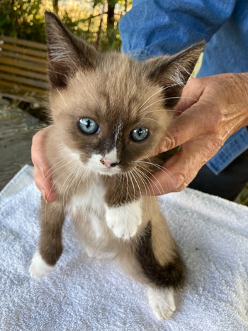 Willow