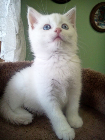 FREYA