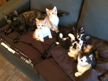 JANE and KITTENS