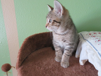 Merlin