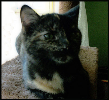 NELLIE