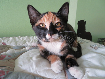 PATCHES