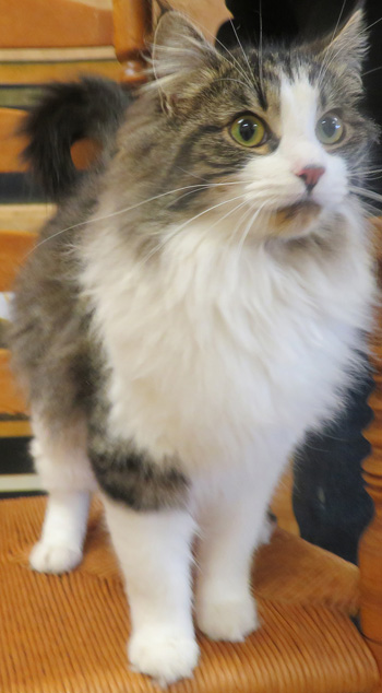Princess Puff Tail