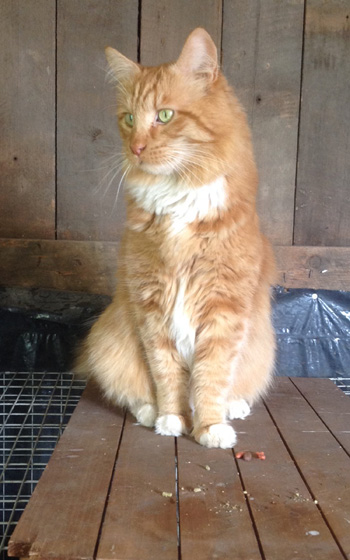 Redd Butler, Orange Male