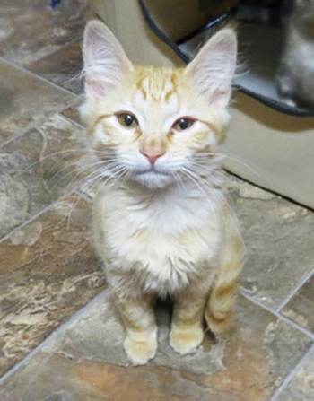 SAMSON