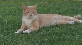 TOBY