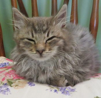 Tom Tom 