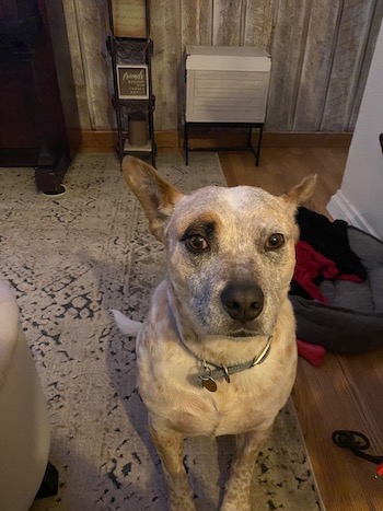 Buddy