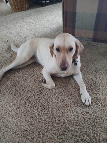 Molly