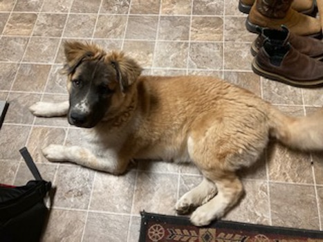 Brutus