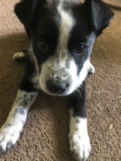 Buddy