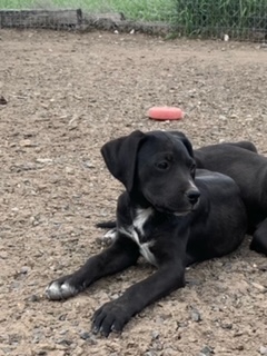 CatahoulaMix Blaze 2022 dog
