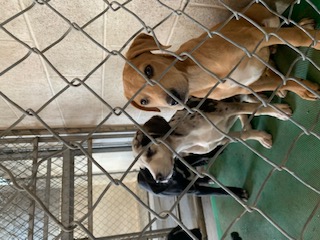Catahoula Mix Puppies