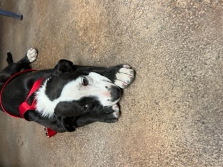 FishLakePuppy3 dog 2022