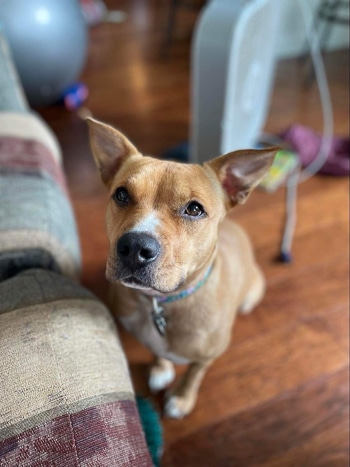 Nala