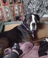 Roxy2 dog 2022