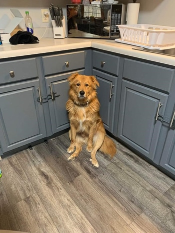 Simba