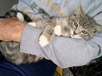 Grey cat 2023
