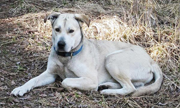 Koda