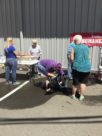 DogWash June 2021