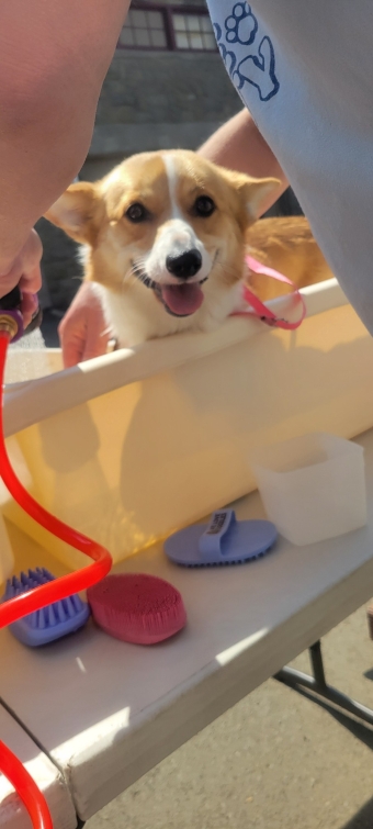 DogWash 5