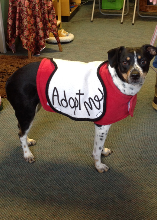 2016 Adoptions