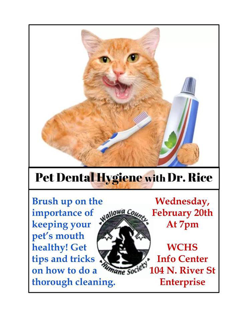 2019 Pet Dental Hygiene w Dr.Rice